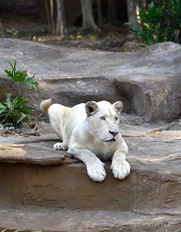 Vingroup phản bác tin đồn hàng ngàn thú chết và bỏ trốn ảnh 2