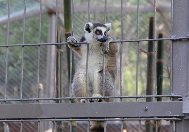 Thông tin tiếp về Vinpearl Safari ảnh 2