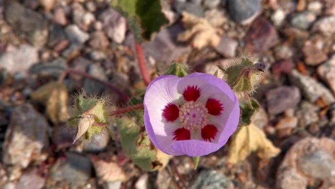 Ngỡ ngàng trước 'biển hoa vàng' rực rỡ nơi 'Thung lũng chết' ảnh 6