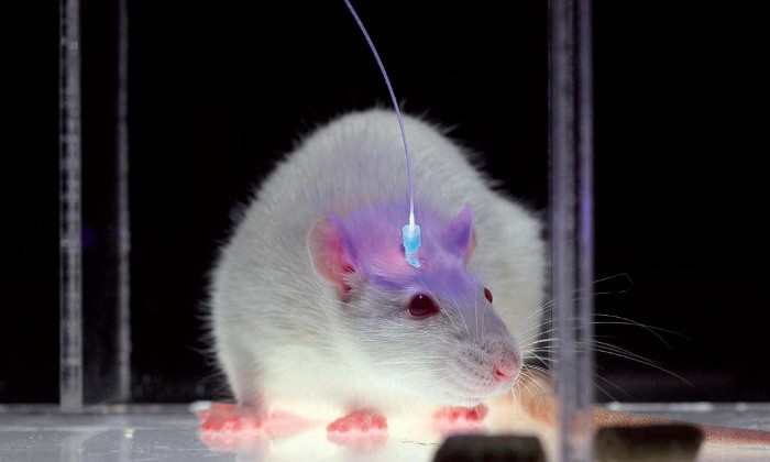 DNA của tảo có thể giúp người khiếm thị thấy được ánh sáng ảnh 3