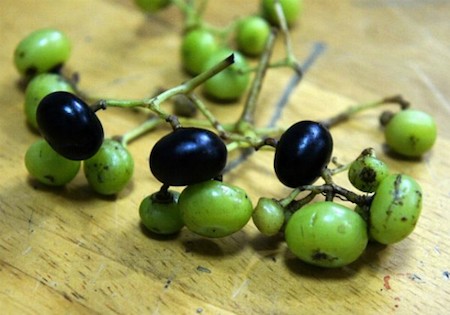 Những loại nho lạ gây sốt ở thị trường Việt ảnh 3
