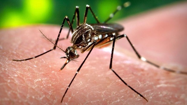  Những điều cần biết về virus 'ăn não' Zika đang lan ra toàn cầu ảnh 2