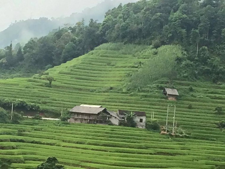 Vẻ đẹp khó cưỡng của những cây đào cổ khổng lồ ảnh 6