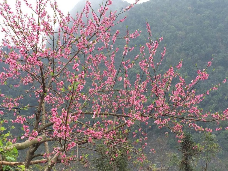 Vẻ đẹp khó cưỡng của những cây đào cổ khổng lồ ảnh 13