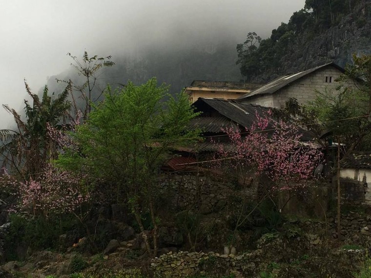 Vẻ đẹp khó cưỡng của những cây đào cổ khổng lồ ảnh 15