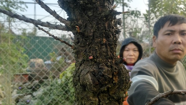 Chủ vườn đào tiến vua đút túi 1 tỷ đồng/ngày ảnh 1