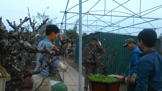 Chủ vườn đào tiến vua đút túi 1 tỷ đồng/ngày ảnh 3