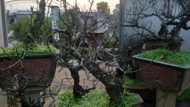 Chủ vườn đào tiến vua đút túi 1 tỷ đồng/ngày ảnh 4