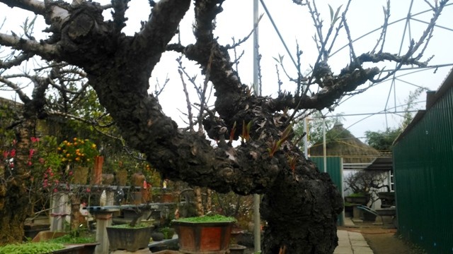 Chủ vườn đào tiến vua đút túi 1 tỷ đồng/ngày ảnh 5