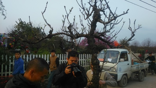 Chủ vườn đào tiến vua đút túi 1 tỷ đồng/ngày ảnh 2