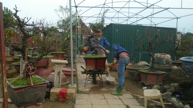 Chủ vườn đào tiến vua đút túi 1 tỷ đồng/ngày ảnh 6