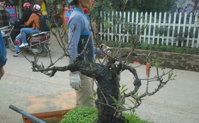 Chủ vườn đào tiến vua đút túi 1 tỷ đồng/ngày ảnh 7