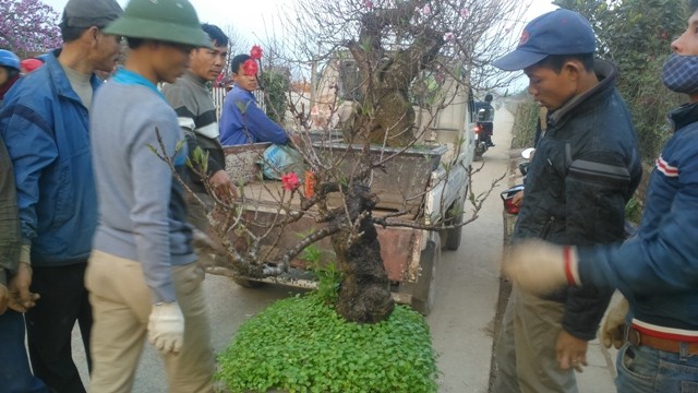 Chủ vườn đào tiến vua đút túi 1 tỷ đồng/ngày ảnh 8