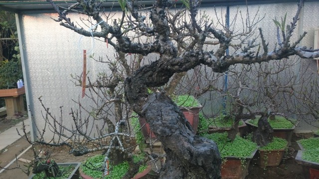 Chủ vườn đào tiến vua đút túi 1 tỷ đồng/ngày ảnh 9