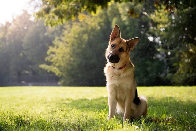 Vì sao chó hay nghiêng đầu khi lắng nghe con người tâm sự? ảnh 2