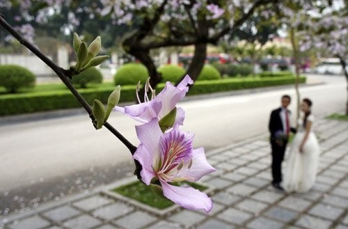 Ghé thăm những cung đường rực rỡ hoa ban giữa lòng Hà Nội ảnh 7