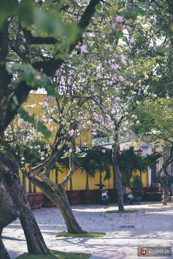 Ghé thăm những cung đường rực rỡ hoa ban giữa lòng Hà Nội ảnh 5