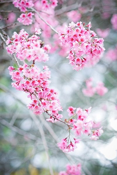 Đẹp mê đắm mùa mai anh đào ở Đà Lạt ảnh 1