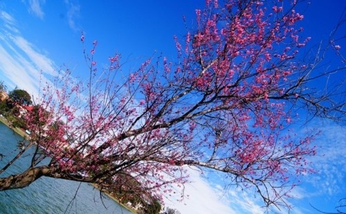 Đẹp mê đắm mùa mai anh đào ở Đà Lạt ảnh 4