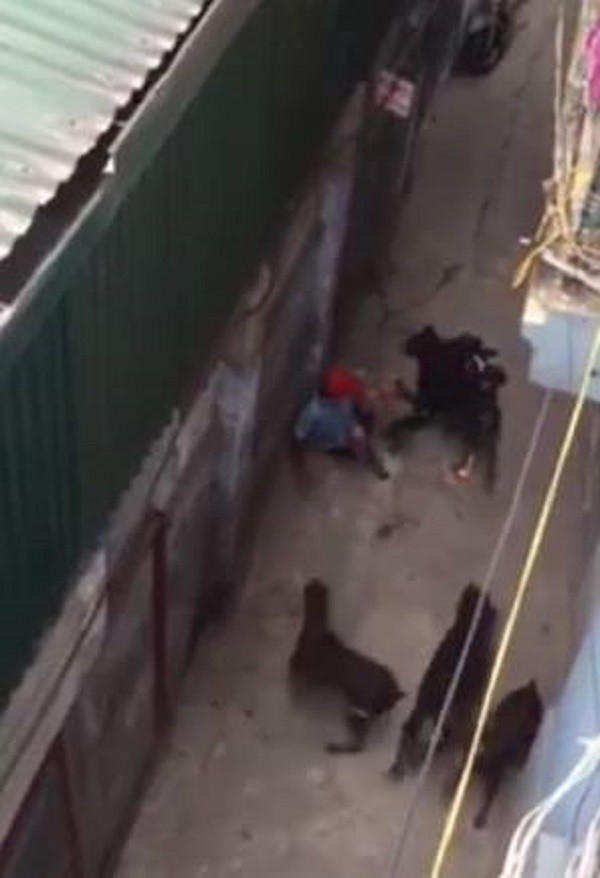 4 con chó dữ đột nhiên tấn công chủ: Chuyên gia nói gì? ảnh 1