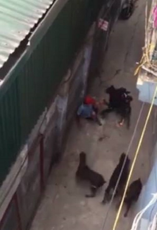 2 giống chó hung dữ cắn xé chủ nhân ở Hà Nội nguy hiểm mức nào? ảnh 1