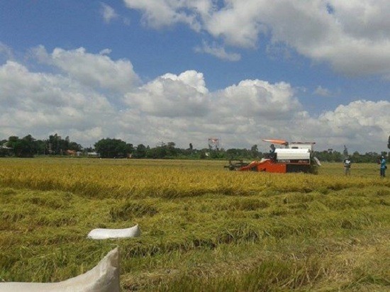 GS Võ Tòng Xuân bày cách làm giàu trên cánh đồng ngập mặn ảnh 1