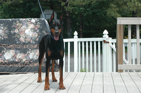 5 giống chó cực hung dữ, nguy hiểm đối với người nuôi ảnh 3