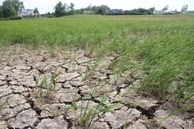 Dân điêu đứng trước nạn hạn hán, ngập mặn kéo dài ảnh 1