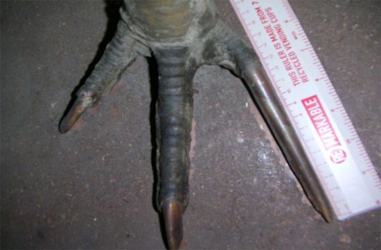 Có một loài chim không bao giờ bay nhưng cực nguy hiểm ảnh 2