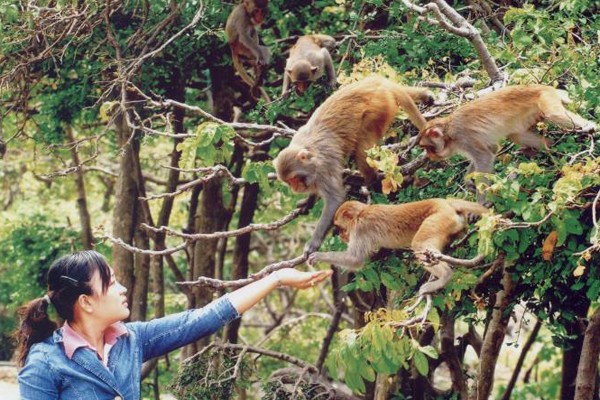 Những hòn đảo đẹp mang tên loài vật ở Việt Nam ảnh 3