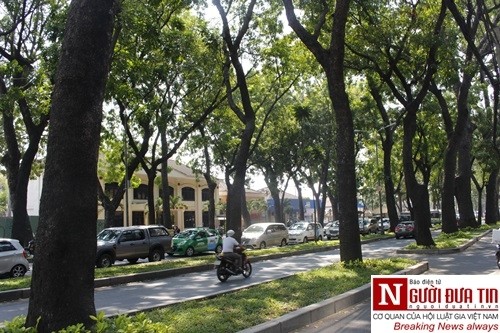 Nuối tiếc ngắm nhìn hàng cây cổ thụ trước giờ di dời ở TP.HCM ảnh 3