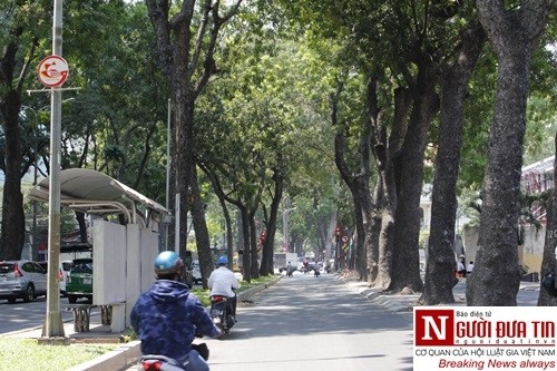 Nuối tiếc ngắm nhìn hàng cây cổ thụ trước giờ di dời ở TP.HCM ảnh 4