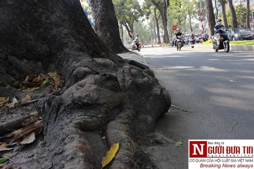 Nuối tiếc ngắm nhìn hàng cây cổ thụ trước giờ di dời ở TP.HCM ảnh 5