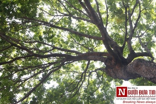Nuối tiếc ngắm nhìn hàng cây cổ thụ trước giờ di dời ở TP.HCM ảnh 8