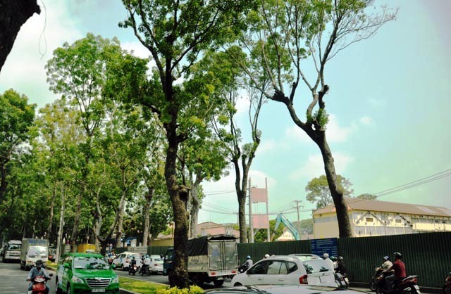 Không đốn hạ hàng sọ khỉ cổ thụ ở trung tâm Sài Gòn ảnh 2