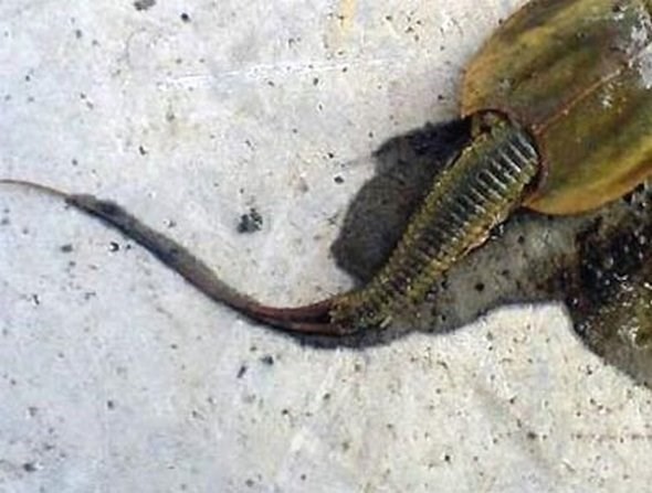 Kinh hãi phát hiện ‘thủy quái ngoài hành tinh’ 140 chân ảnh 1