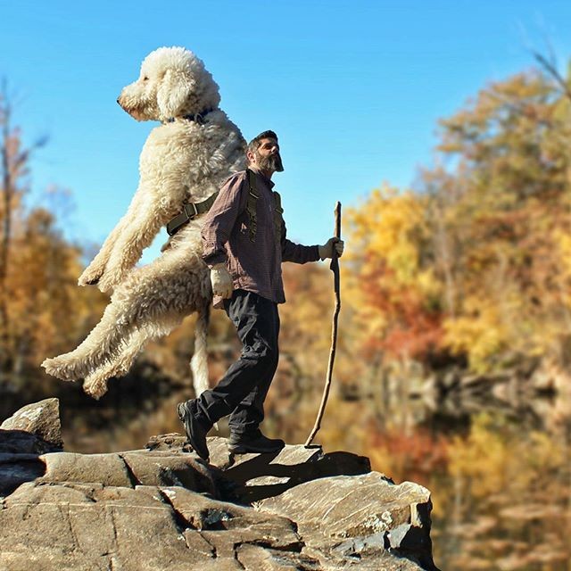 Những con chó khổng lồ đang 'gây bão' trên Instagram ảnh 7