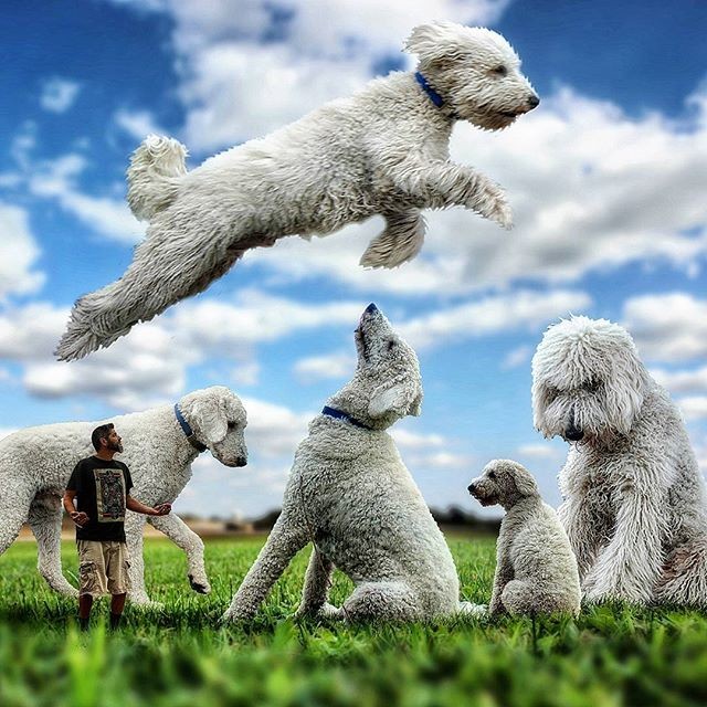 Những con chó khổng lồ đang 'gây bão' trên Instagram ảnh 9