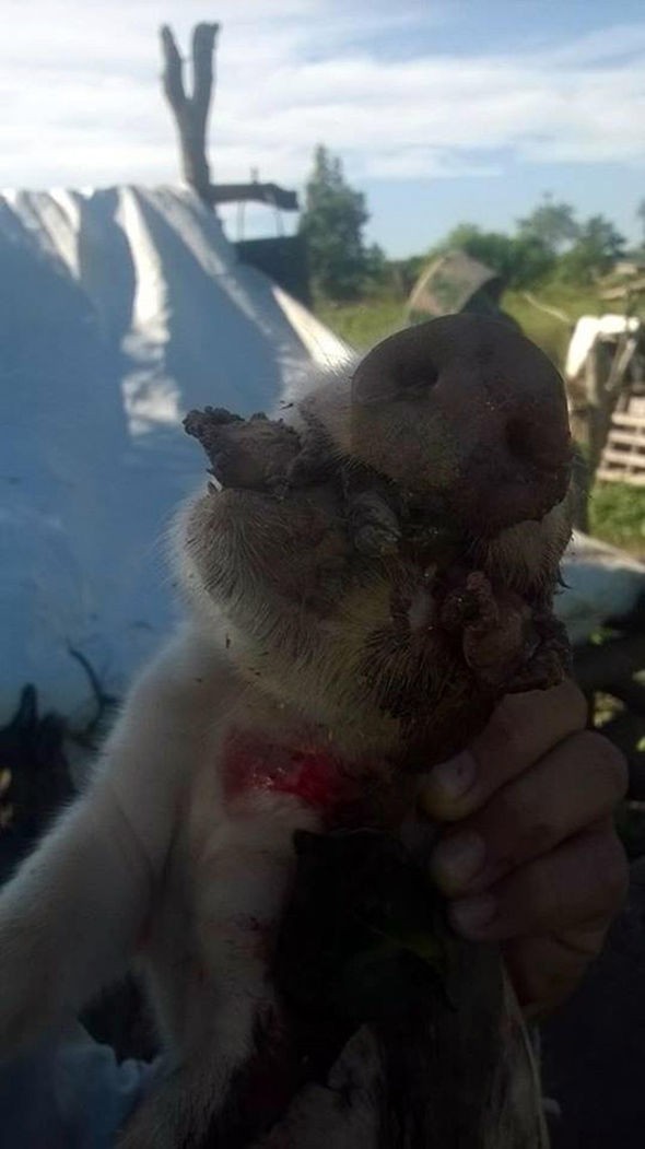 Kỳ lạ đàn lợn con chào đời 8 chân, 2 mõm ảnh 2