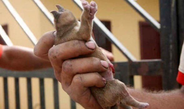 Kỳ lạ đàn lợn con chào đời 8 chân, 2 mõm ảnh 3