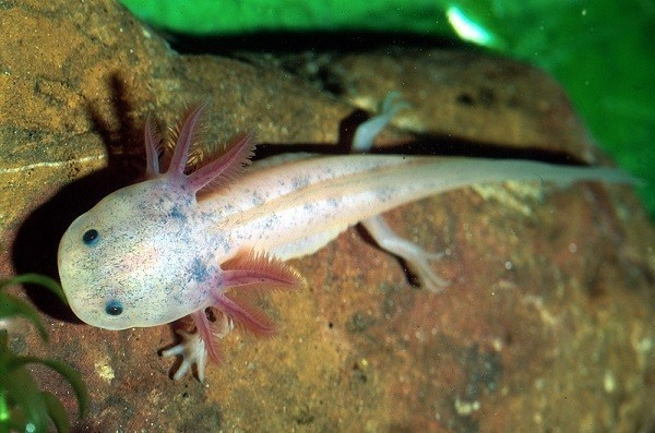 Tìm hiểu ‘khủng long 6 sừng’ giá cả triệu đồng tại Hà Nội ảnh 2