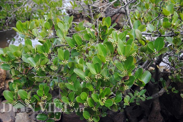 Cây cóc hồng độc nhất vô nhị tiền tỷ không mua được ảnh 1