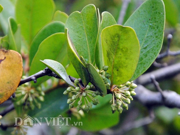 Cây cóc hồng độc nhất vô nhị tiền tỷ không mua được ảnh 3