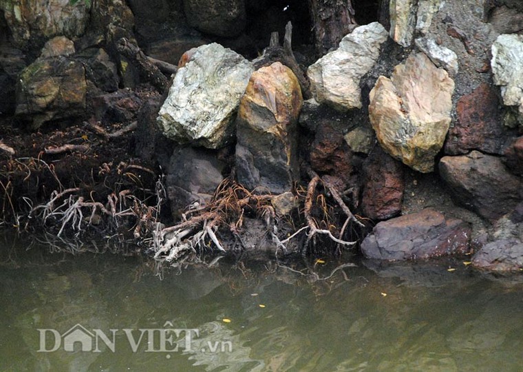 Cây cóc hồng độc nhất vô nhị tiền tỷ không mua được ảnh 4