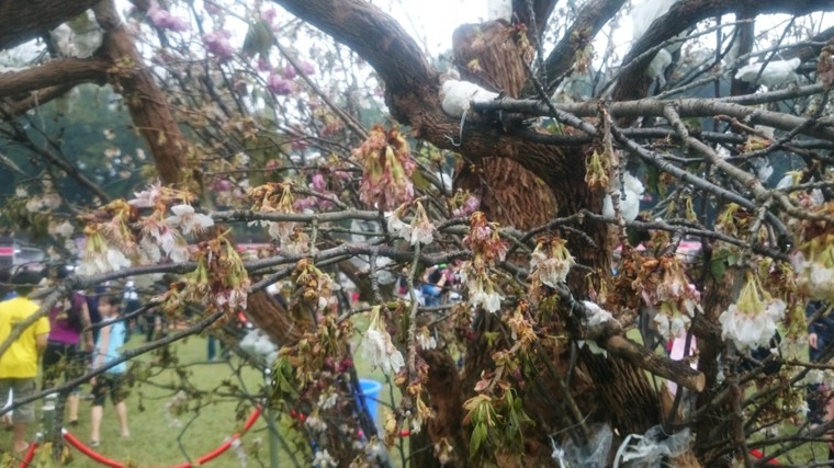 Lễ hội hoa anh đào 2016: Không nhận ra hoa anh đào ảnh 2