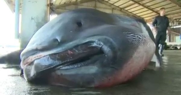 Nhật Bản bắt được cá mập ‘ngoài hành tinh’ nặng 1 tấn ảnh 3