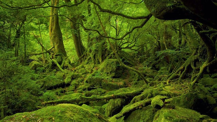 Những cây tuyết tùng đại thụ trên đảo Yakushima ảnh 2