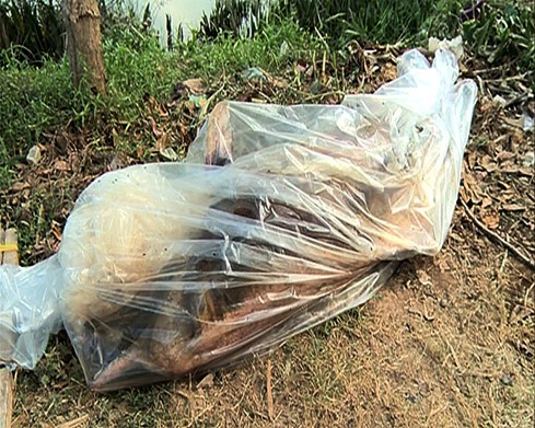 Chuyện lạ: Cá heo 2,5m chết dạt vào tận thành phố Vĩnh Long ảnh 1