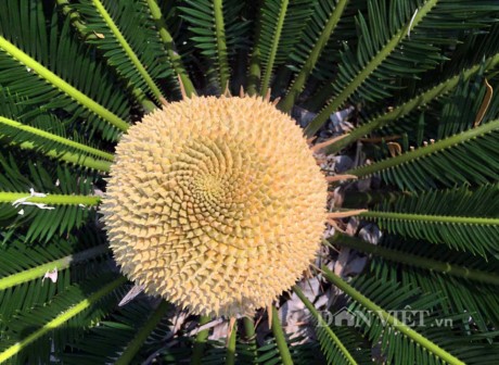 Chiêm ngưỡng hoa của loài cây 'ngàn năm' mới nở ảnh 1