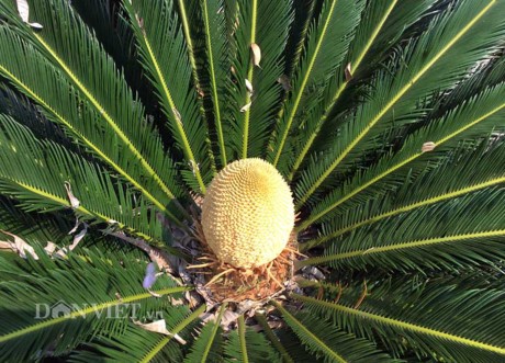 Chiêm ngưỡng hoa của loài cây 'ngàn năm' mới nở ảnh 2